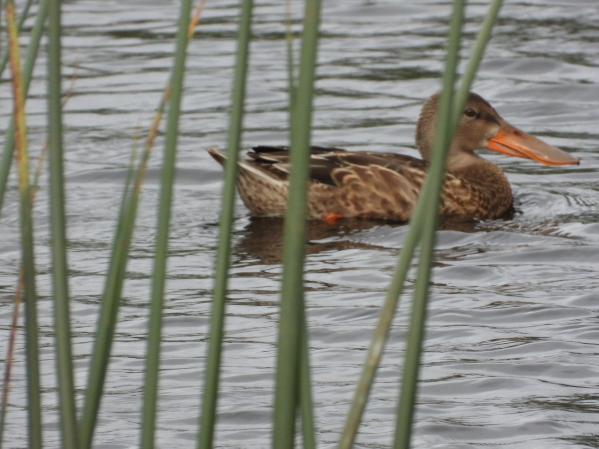 Northern Shoveler - ML367697271