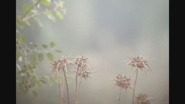 Lesser Gray Shrike - ML367697731