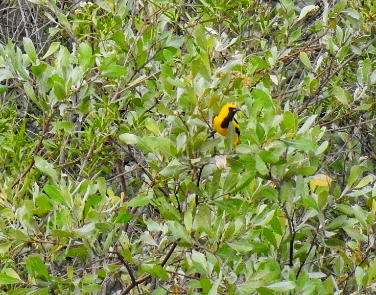 Yellow-tailed Oriole - ML367700201