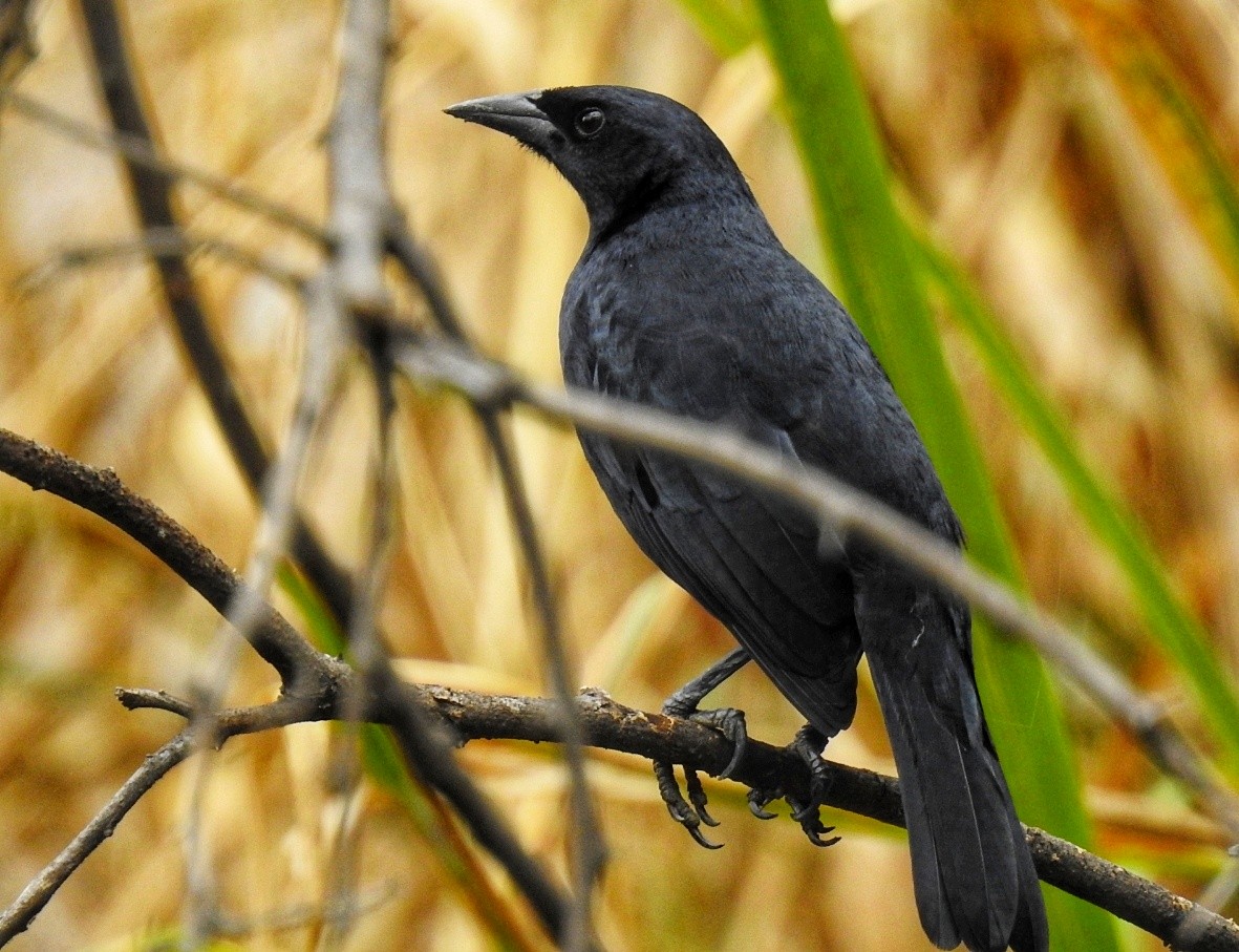 Scrub Blackbird - ML367700221