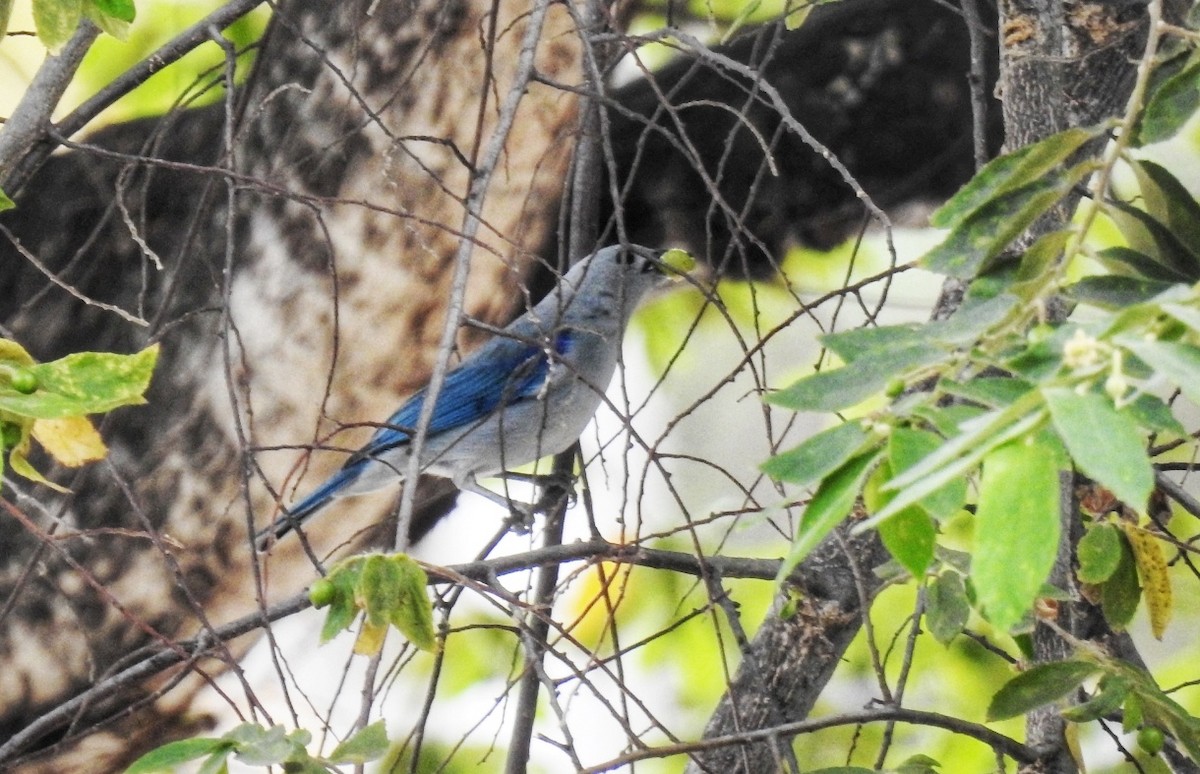 Blue-gray Tanager - ML367700261
