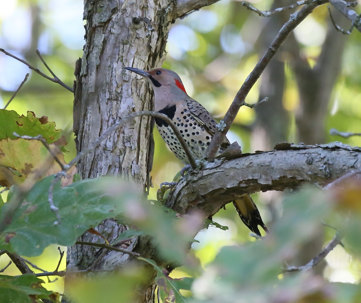 Northern Flicker - ML36770051