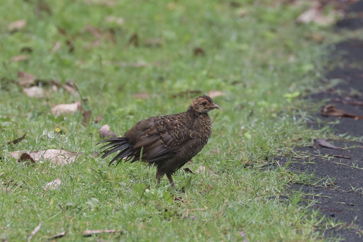 Kalij Pheasant - ML367701211