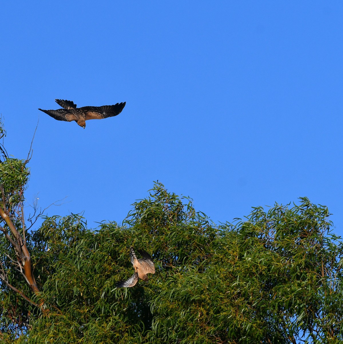 Spotted Harrier - Loz88 Woz