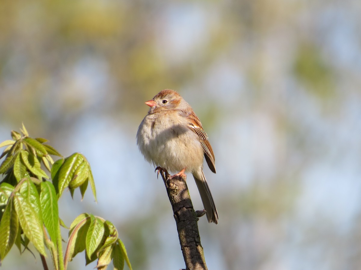 Field Sparrow - ML36770191