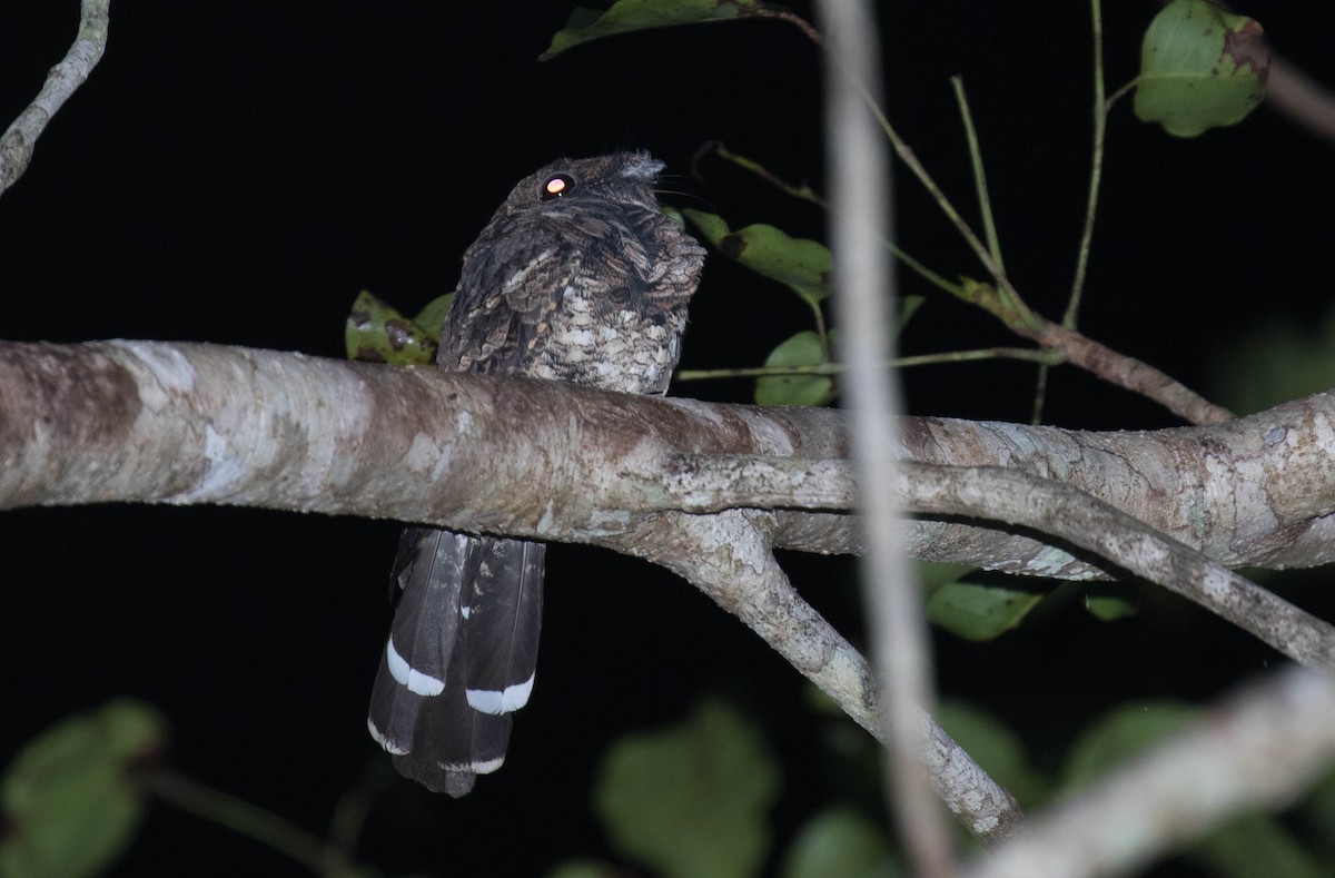 Yucatan Poorwill - ML36770261