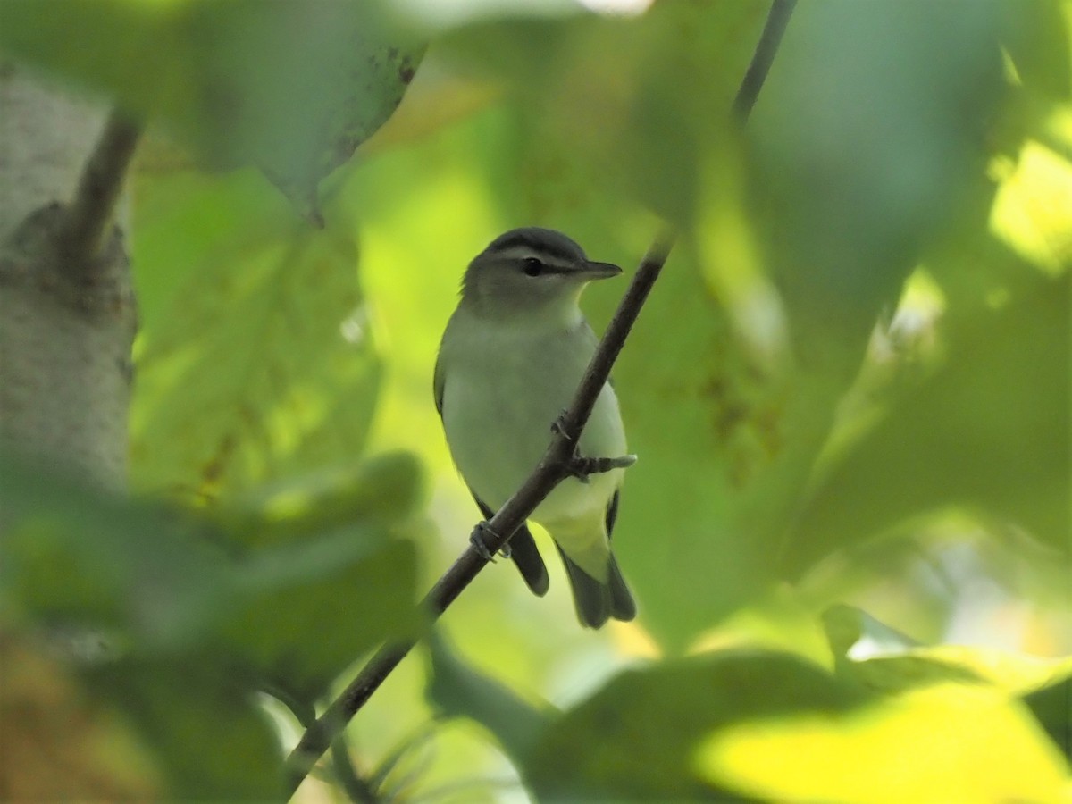 Rotaugenvireo - ML367703751