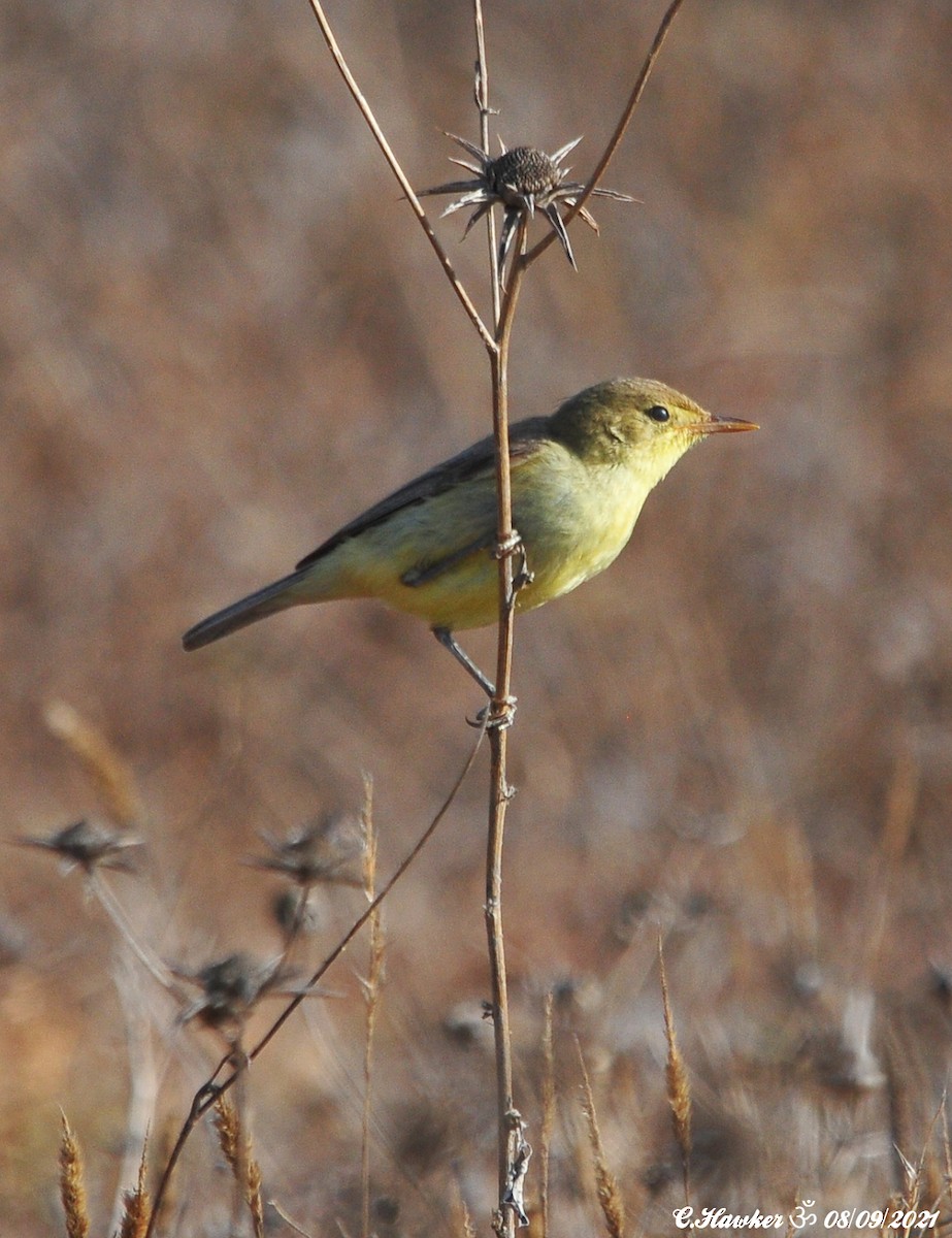 Melodious Warbler - ML367704481