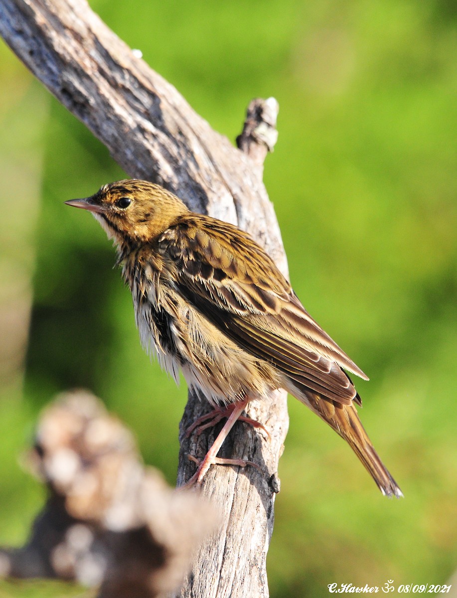 Tree Pipit - ML367704881