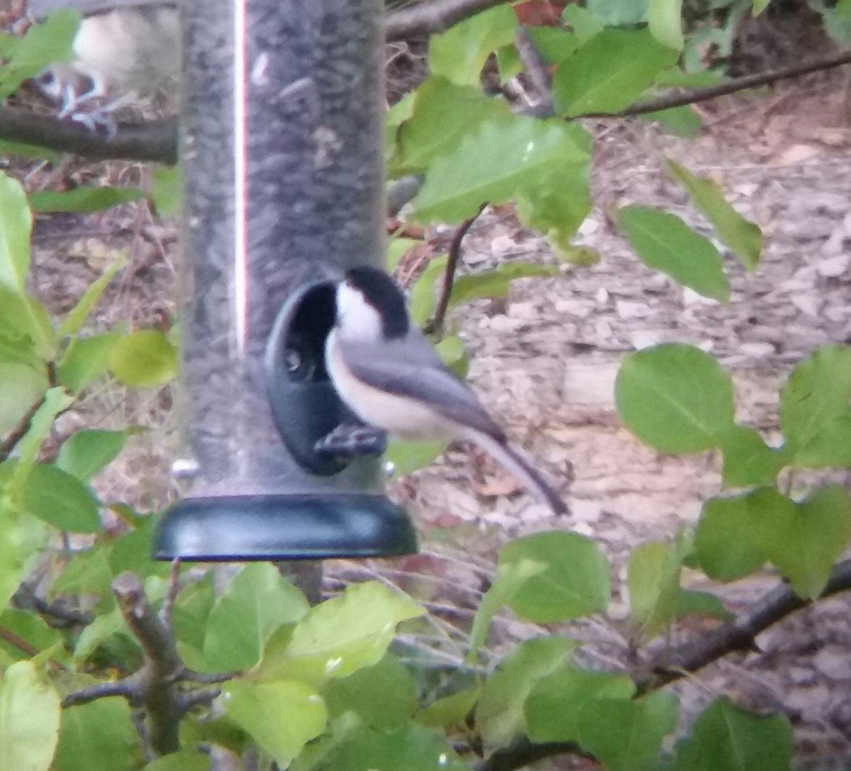 Carolina Chickadee - ML36770551