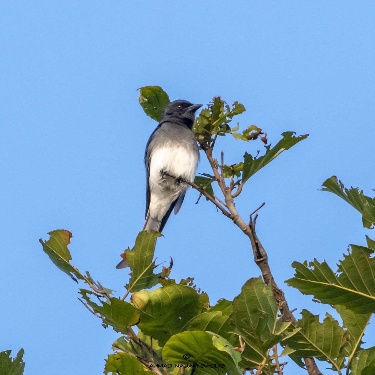 White-bellied Drongo - ML367710461