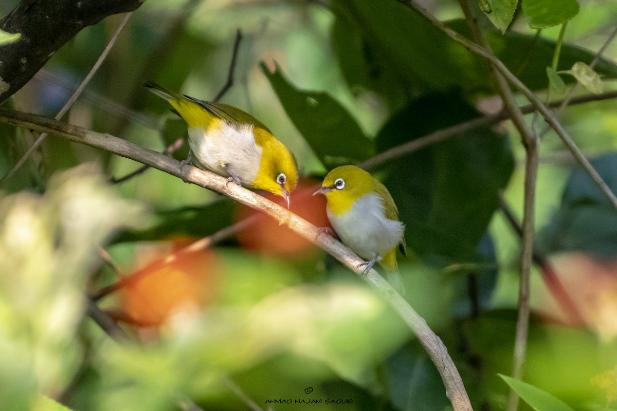 Indian White-eye - ML367710621