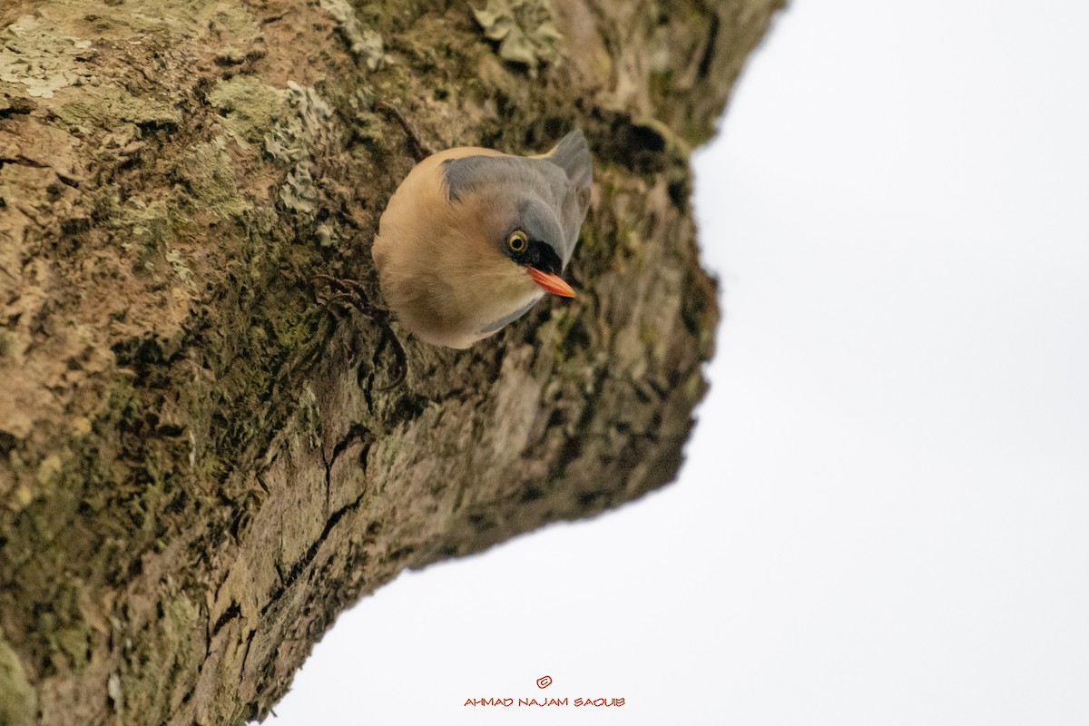Velvet-fronted Nuthatch - ML367710691