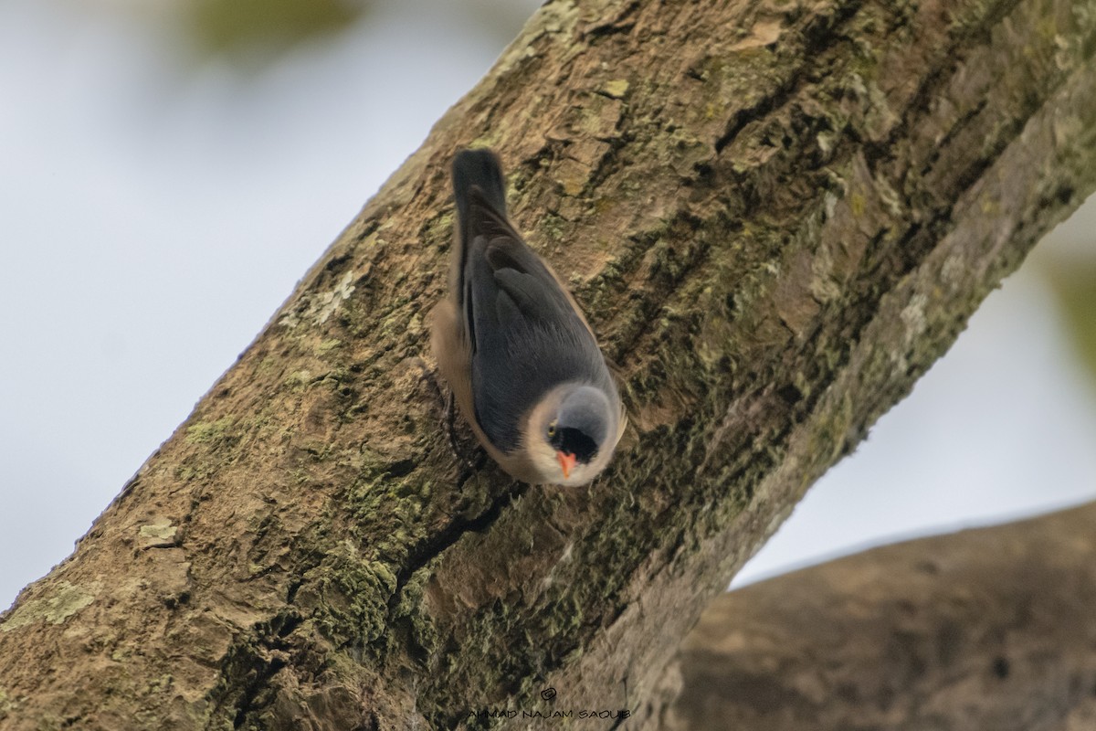 Velvet-fronted Nuthatch - ML367710701