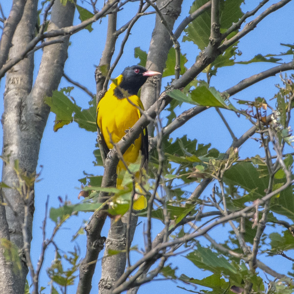 Black-hooded Oriole - ML367710741