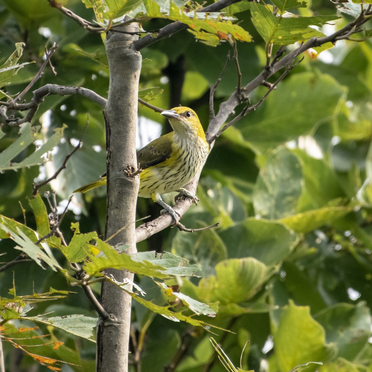 Indian Golden Oriole - ML367710841