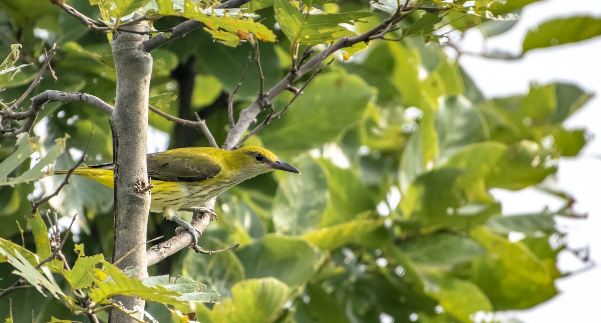 Indian Golden Oriole - ML367710851