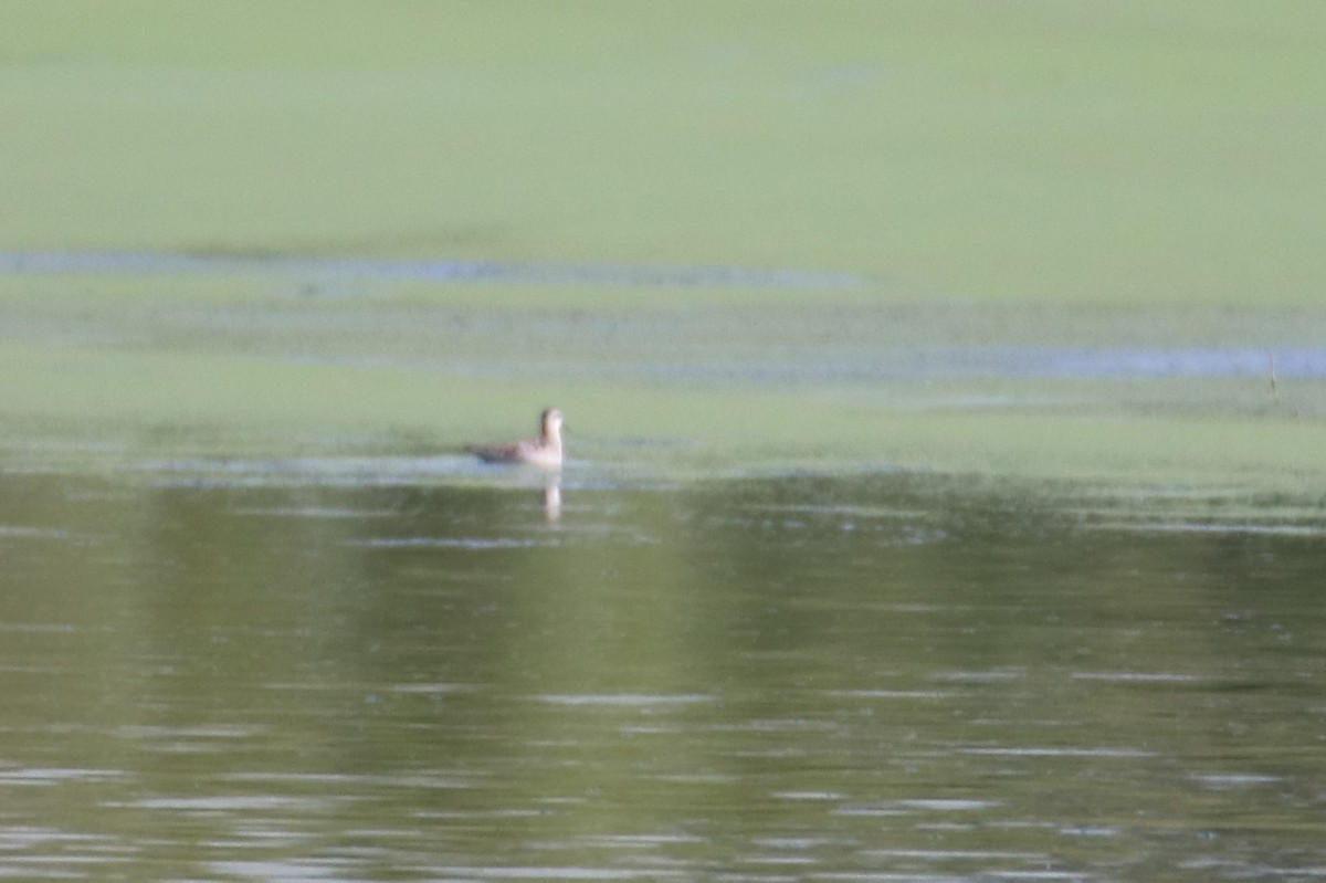 Red-necked Phalarope - ML367713821