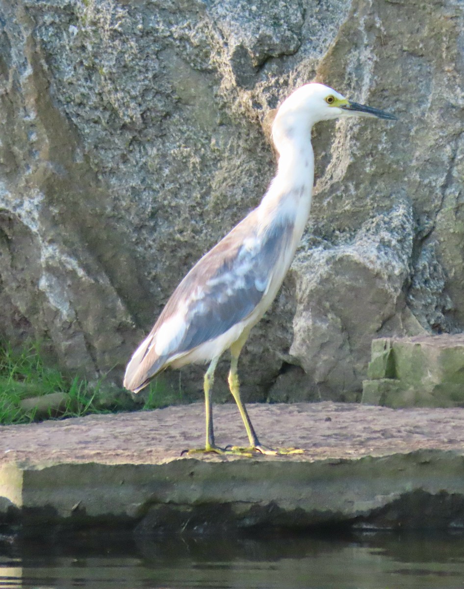 Little Blue Heron x Snowy Egret (hybrid) - ML367714081