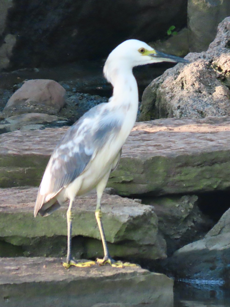 Little Blue Heron x Snowy Egret (hybrid) - ML367714171