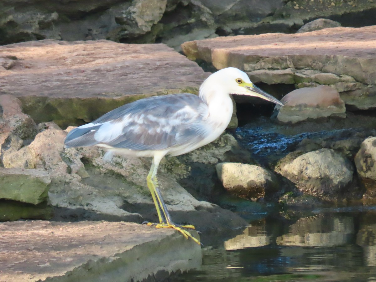 Little Blue Heron x Snowy Egret (hybrid) - ML367714211