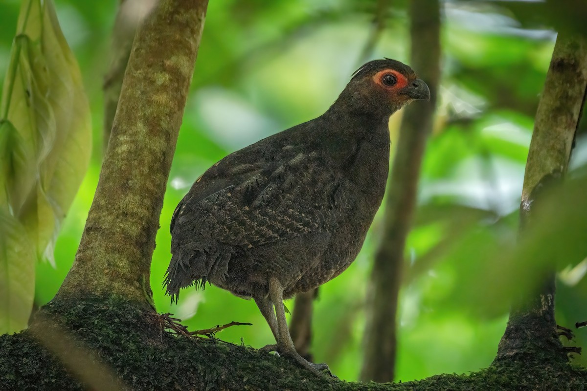 Marbled Wood-Quail - ML367714381