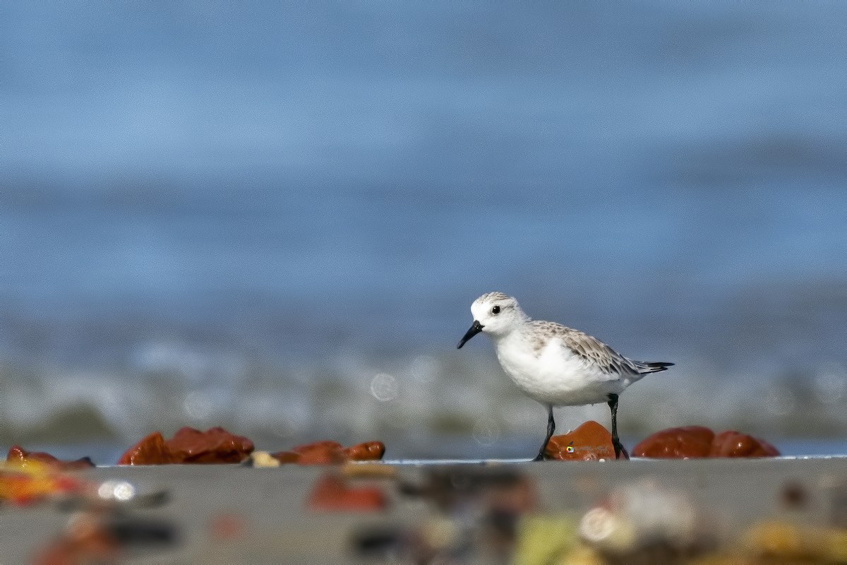 Sanderling - ML367715791