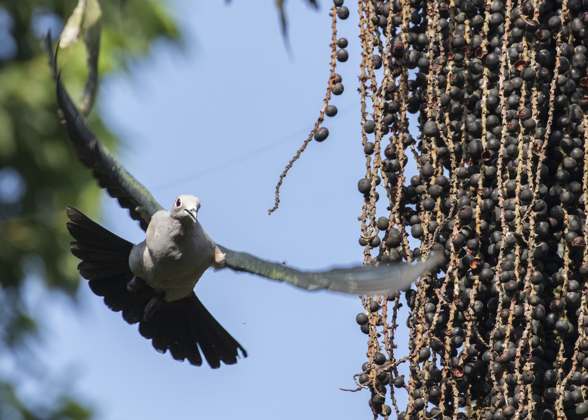 Green Imperial-Pigeon - ML367716461