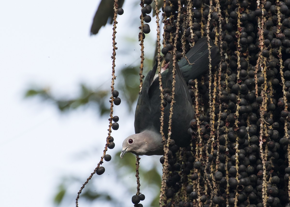 Green Imperial-Pigeon - ML367716471