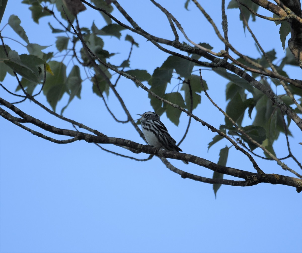 Black-and-white Warbler - ML367716541