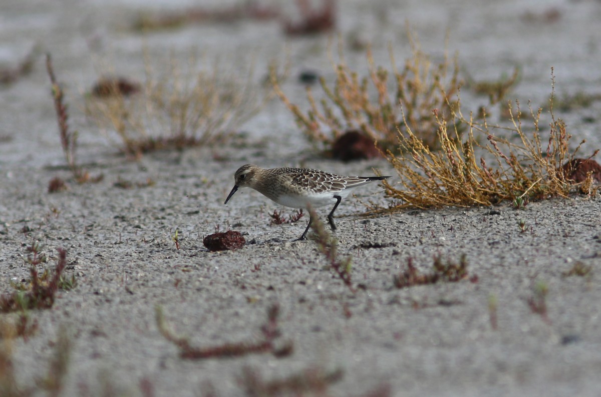 gulbrystsnipe - ML367716801