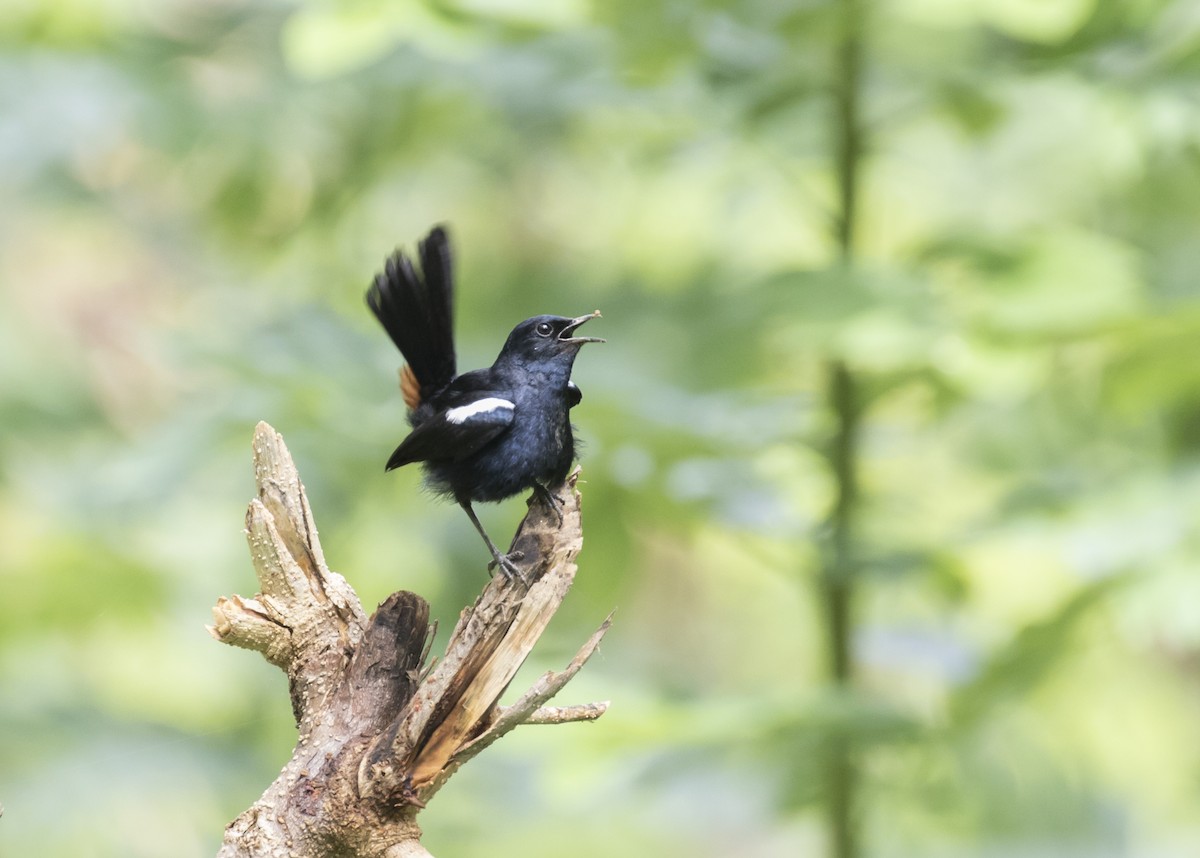 Indian Robin - ML367717021