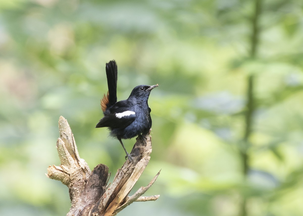 Indian Robin - ML367717081