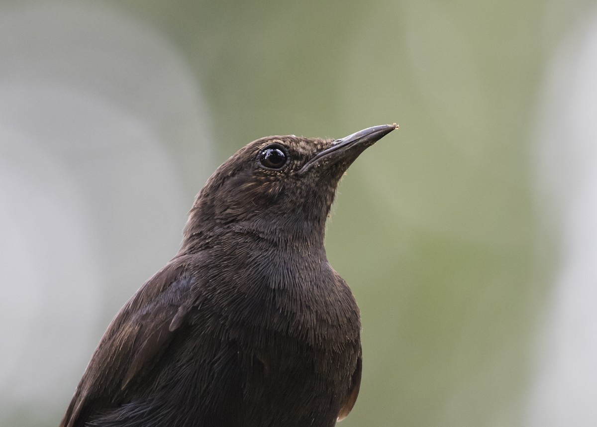 Indian Robin - ML367717211