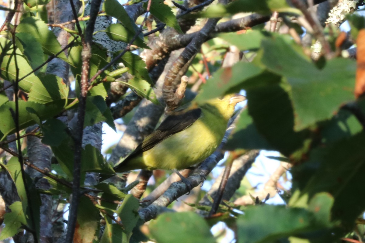 Scarlet Tanager - ML367718131