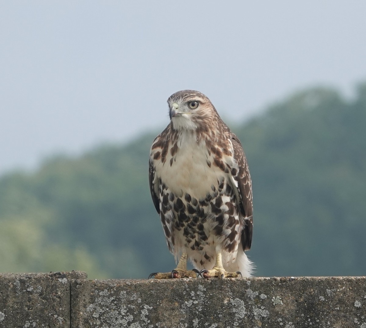 Red-tailed Hawk - Peter Gagarin