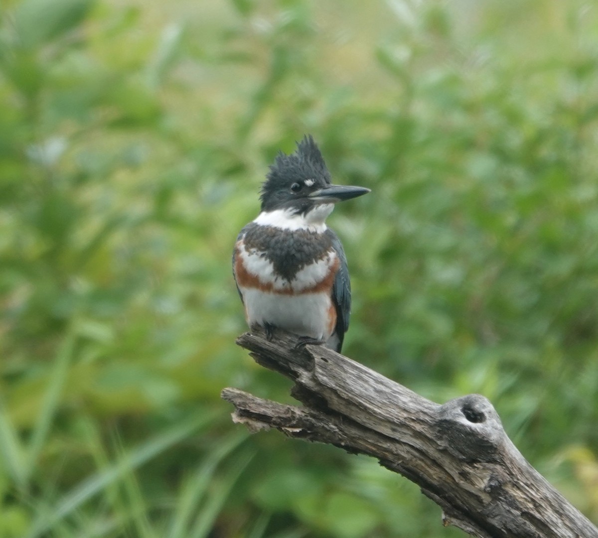 Belted Kingfisher - ML367718701