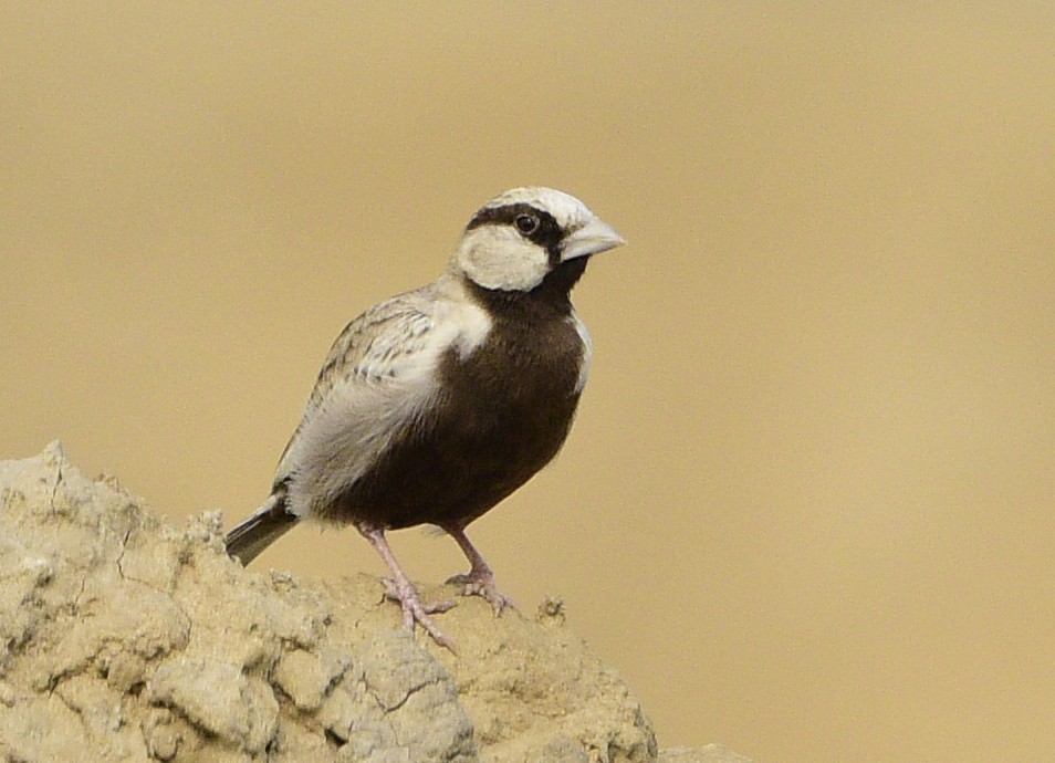 Ashy-crowned Sparrow-Lark - Savithri Singh