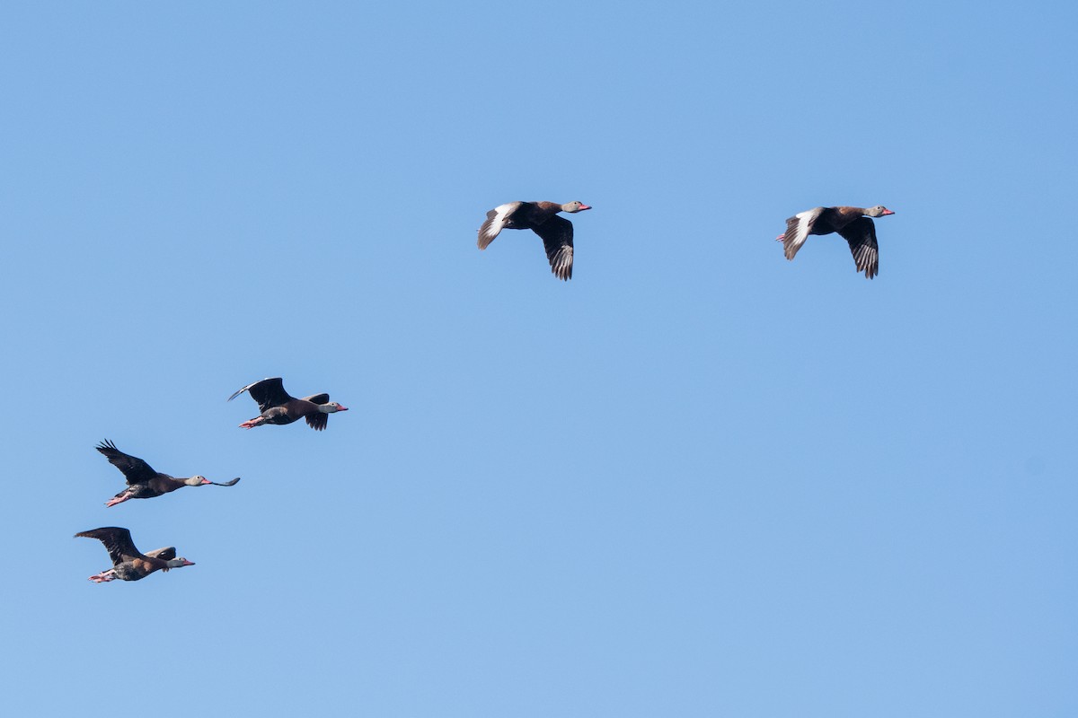 Black-bellied Whistling-Duck - Lorraine Morecraft