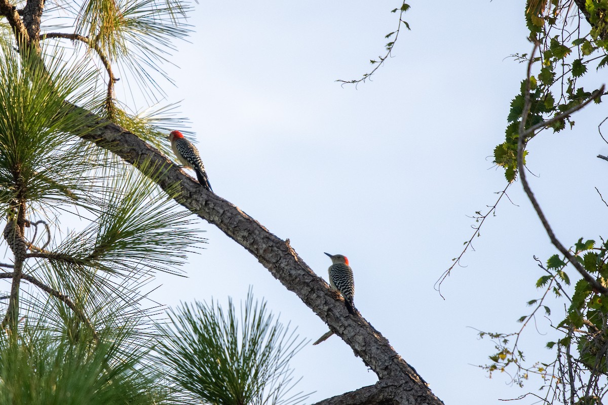 Red-bellied Woodpecker - Lorraine Morecraft