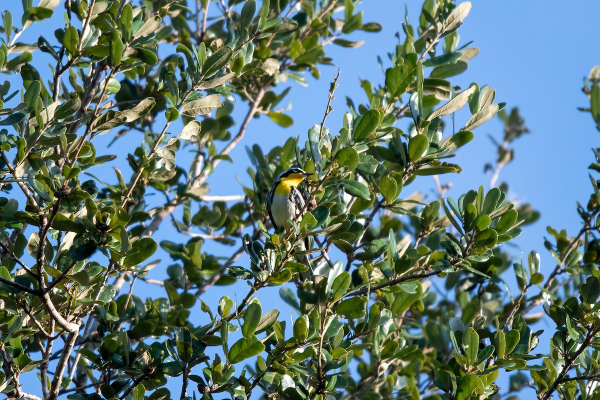 Yellow-throated Warbler - Lorraine Morecraft