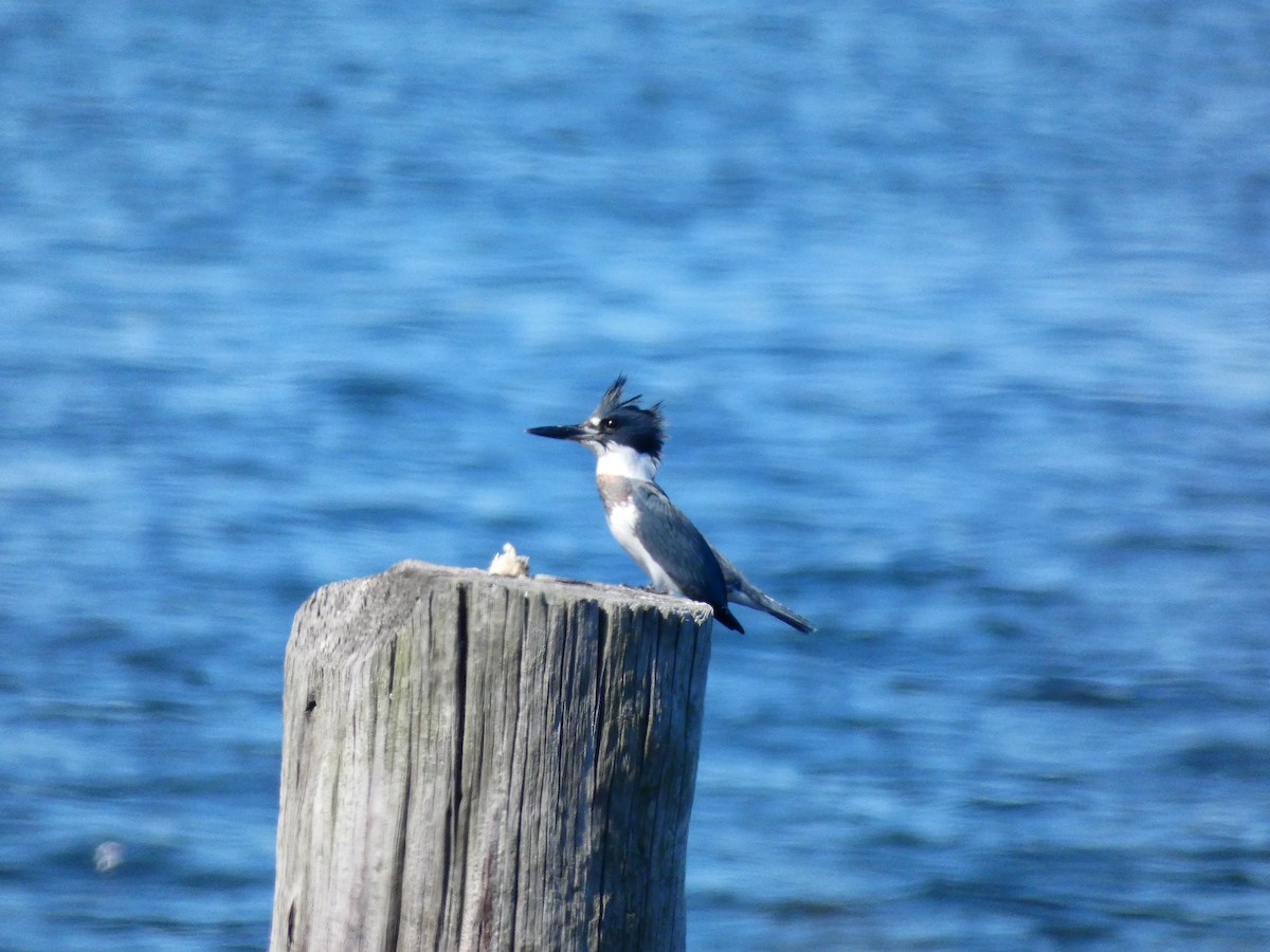 Belted Kingfisher - ML367722771