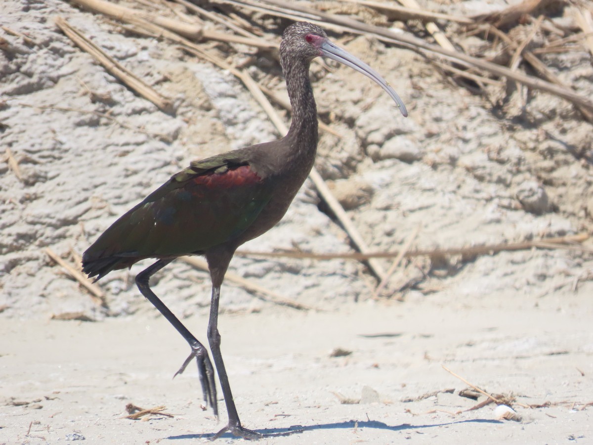 White-faced Ibis - ML367722951