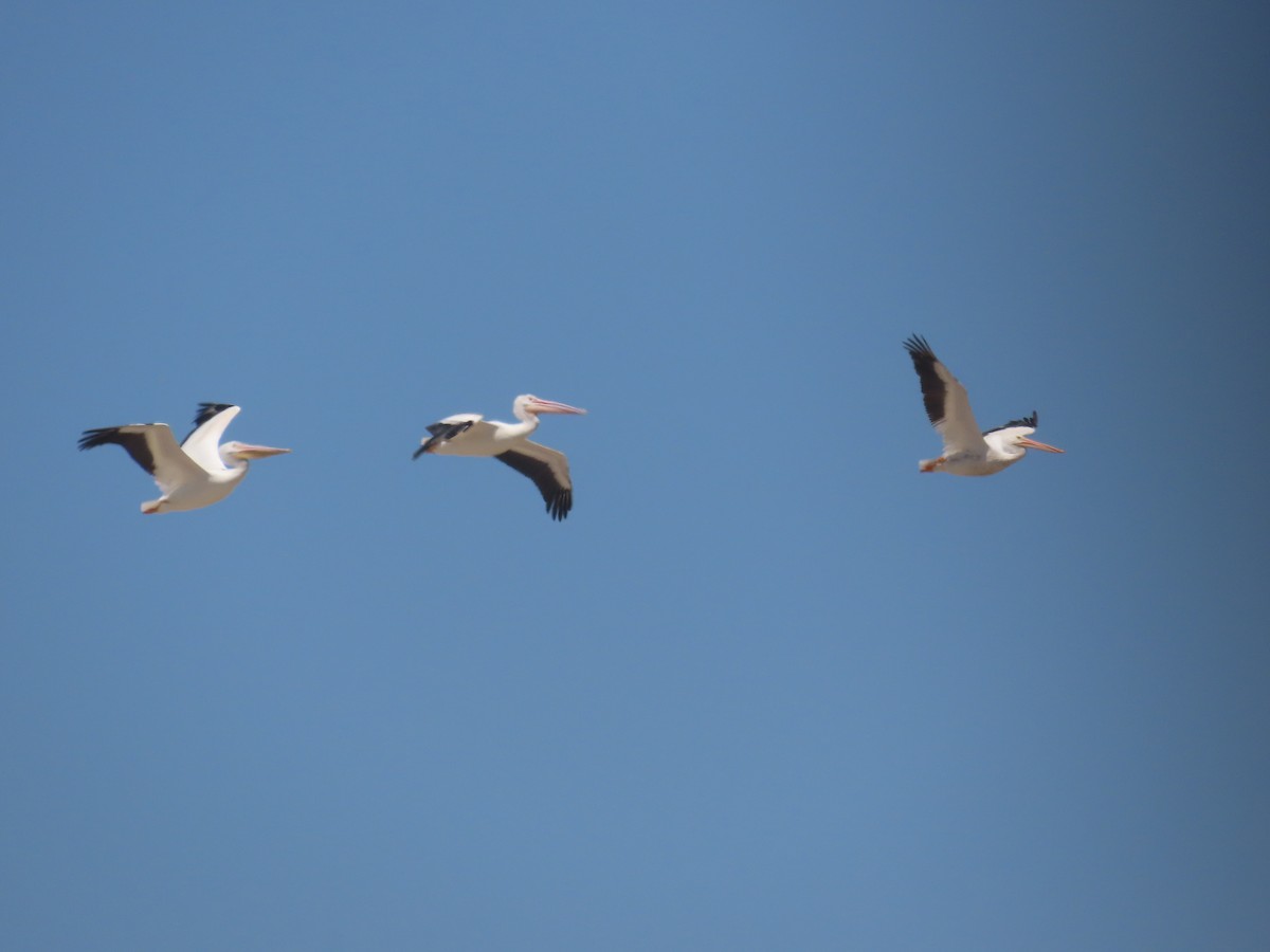 American White Pelican - ML367723131