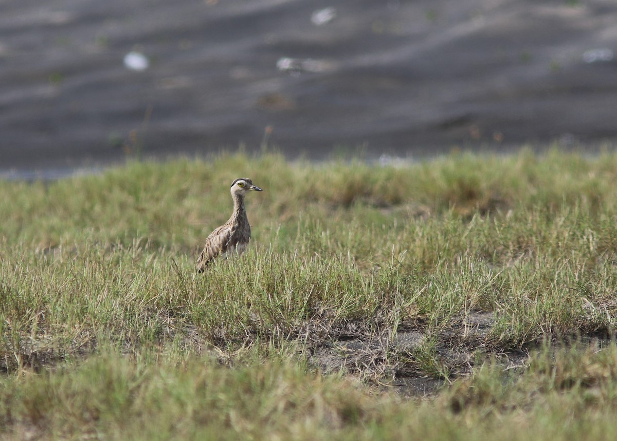 Double-striped Thick-knee - ML367725561