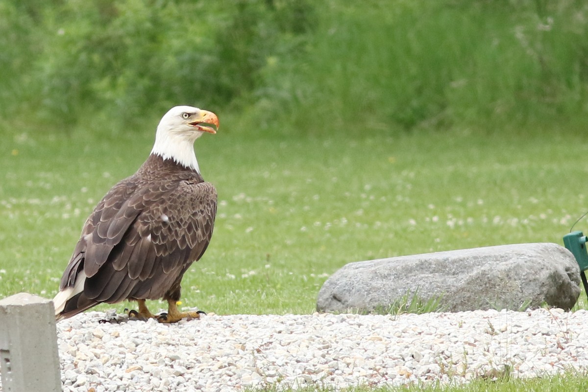 Bald Eagle - ML367727981