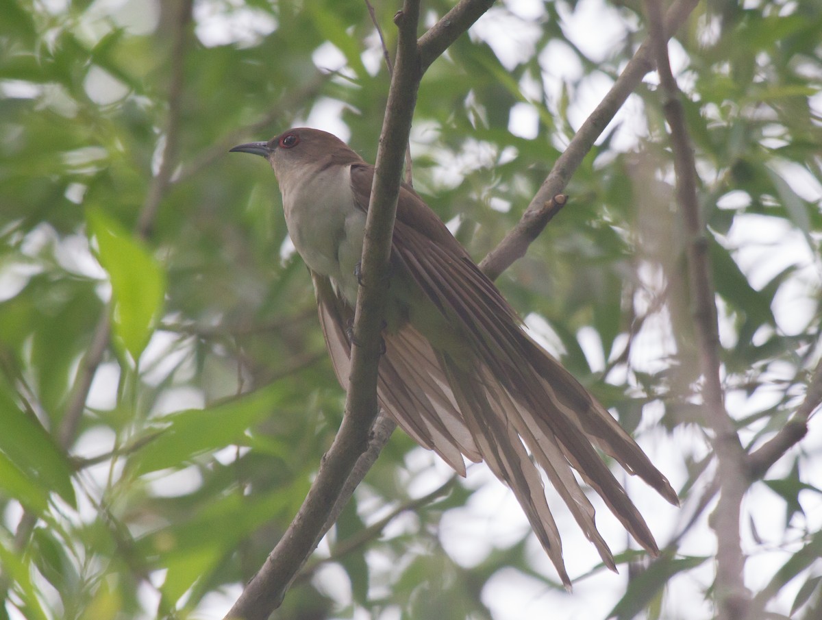 Black-billed Cuckoo - ML36772801