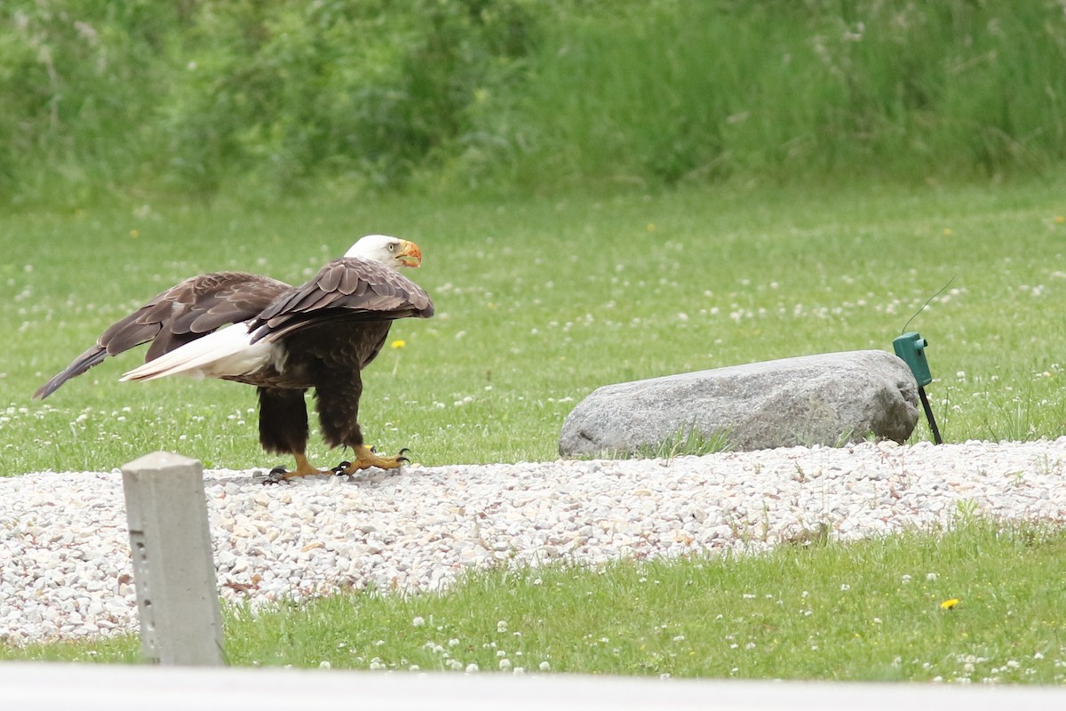 Bald Eagle - ML367728011