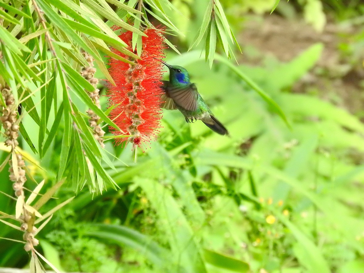 kolibřík modrolící - ML367728551
