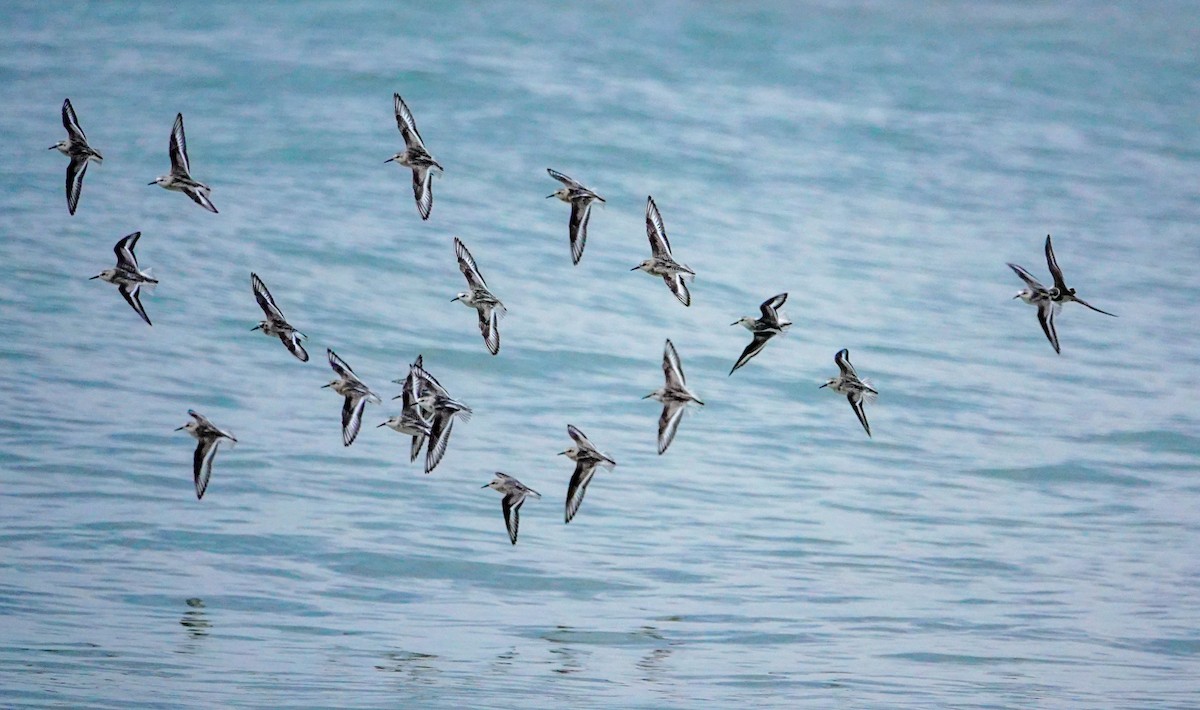Sanderling - Gale VerHague